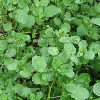 Hạt Giống Rau Cải Xà Lách Xoong - 0.5 Gram