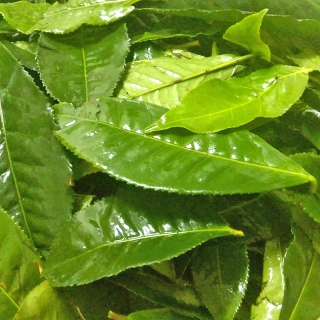 Hạt Giống Trà Xanh - 15 Hạt