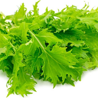 HẠT GIỐNG CẢI MIZUNA XANH - 0,5 GRAM