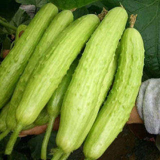 Hạt Giống Dưa Leo Gai Trắng - 10 Hạt