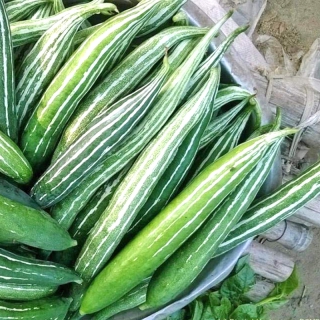 Hạt Giống Lặc Lầy( Khổ Qua Tây Xanh) - 15 Hạt