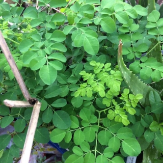 Hạt Giống Rau Chùm Ngây - 50 Hạt
