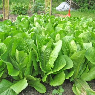 HẠT GIỐNG XÀ LÁCH ROMAINE XANH - 2 GRAM