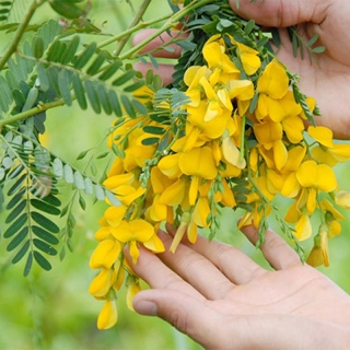 HẠT GIỐNG BÔNG HOA ĐIÊN ĐIỂN - 1 GRAM