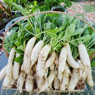 HẠT GIỐNG CỦ CẢI TRẮNG - 20 GRAM