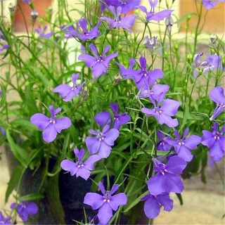 Hạt Giống Hoa Lobelia Rũ - 100 Hạt