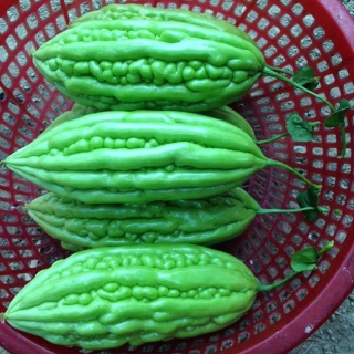 Hạt Giống Khổ Qua - 10 Hạt