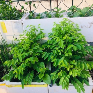 Hạt Giống Rau Ngót - 50 Hạt