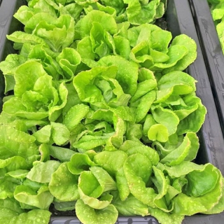 Hạt Giống Rau Xà Lách Dún Vàng - 5 Gram