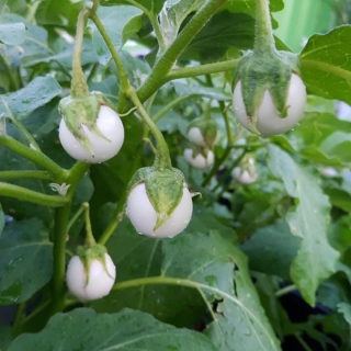 Hạt Giống Cà Pháo Trắng - 1 Gram