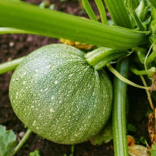 HẠT GIỐNG BÍ NGÒI TRÒN - 10 HẠT