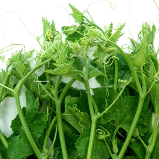 Hạt Giống Bí Siêu Ngọn - 10 Gram