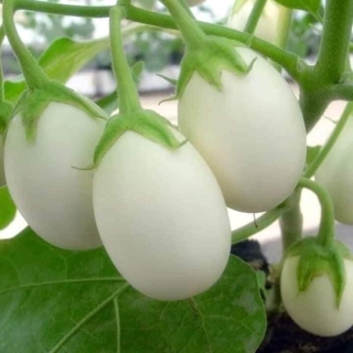 Hạt Giống Cà Pháo Trứng Trắng - 40 Hạt