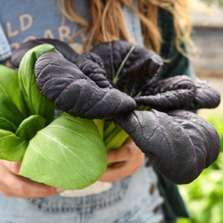 Hạt Giống Rau Cải Thìa Đỏ - 100 Hạt