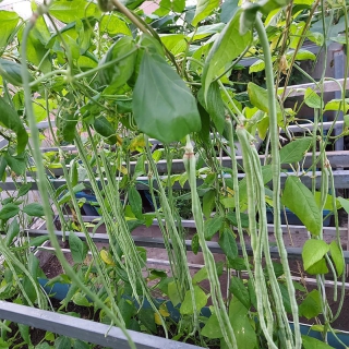 Hạt Giống Đậu Đũa Bụi - 20 Gram
