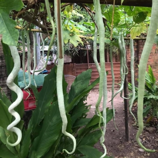 Hạt Giống Mướp Rắn - 5 Hạt