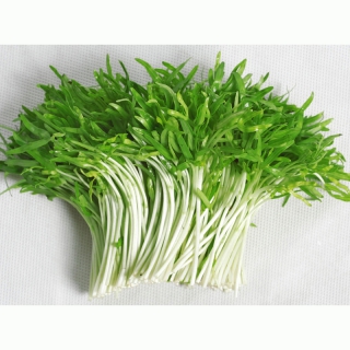 Hạt Giống Mầm Rau Muống - 50-100 gram