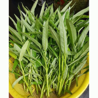 Hạt Giống Rau Muống Cạn - 20 Gram