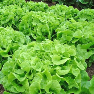 HẠT GIỐNG RAU XÀ LÁCH SỒI XANH OAKLEAF - 2 GRAM