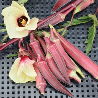 Hạt Giống Đậu Bắp Đỏ - 2 Gram