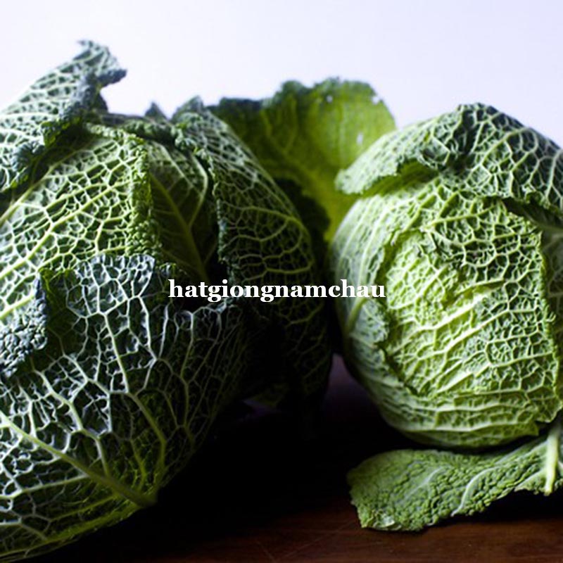 HẠT GIỐNG BẮP CẢI MẠNG NHỆN - 0,5 GRAM