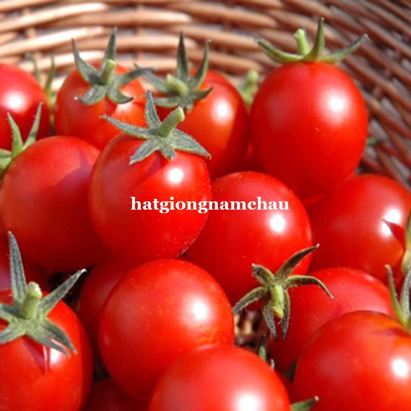 Hạt Giống C&agrave; Chua Bi Đỏ L&ugrave;n - 30 Hạt