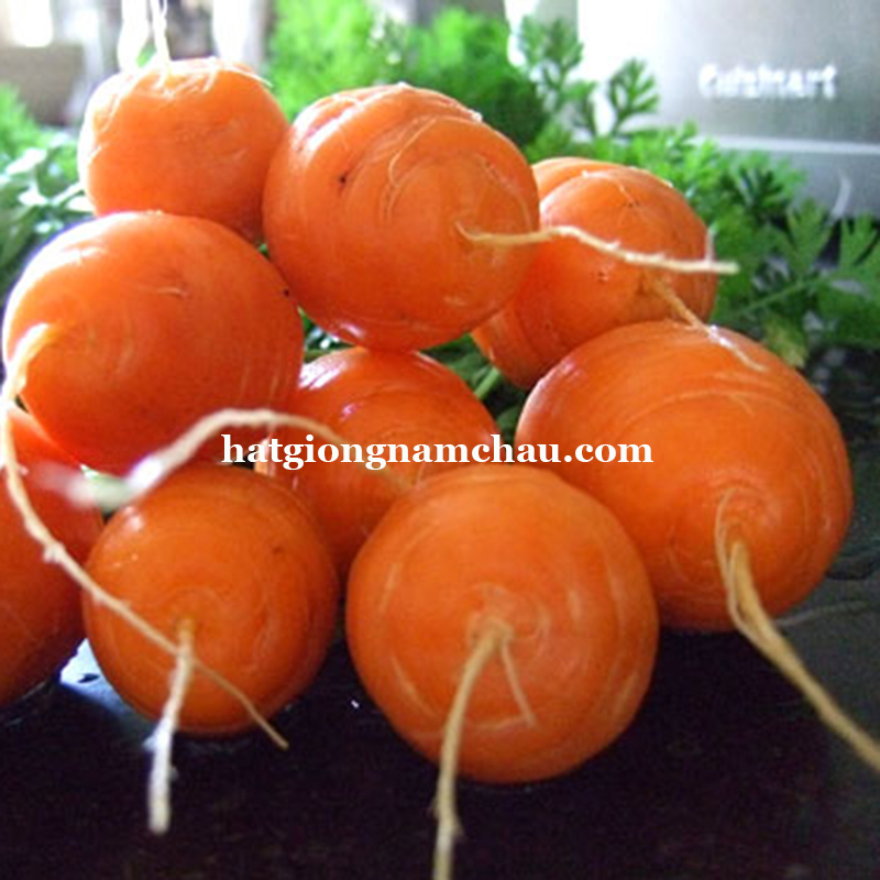 Hạt Giống C&agrave; Rốt Tr&ograve;n Mini - 0,5 Gram