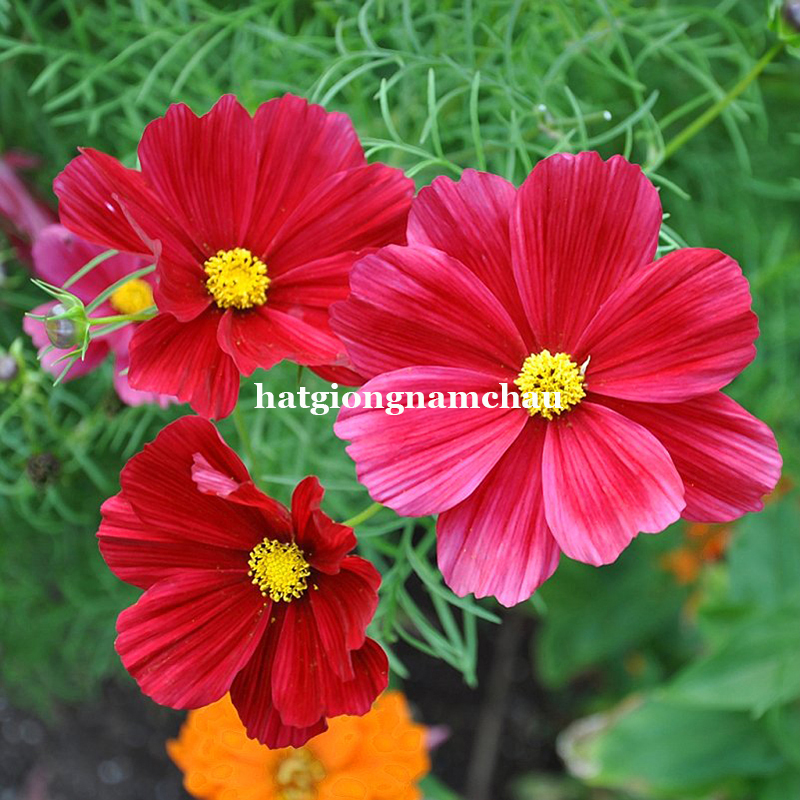 Hạt Giống Hoa Cánh Bướm Đỏ - 50 hạt