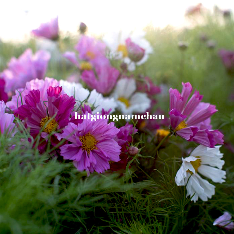 HẠT GIỐNG HOA C&Aacute;NH BƯỚM VỎ S&Ograve; - 50 HẠt