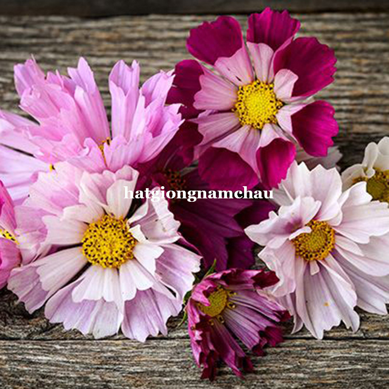 HẠT GIỐNG HOA C&Aacute;NH BƯỚM VỎ S&Ograve; - 50 HẠt