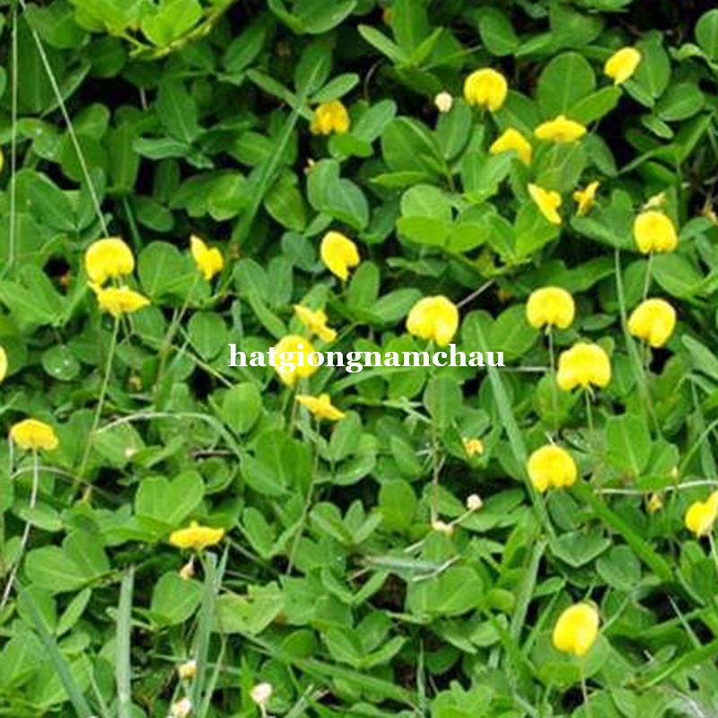 Hạt Giống Cỏ Lạc Đậu Phộng -5 Hạt