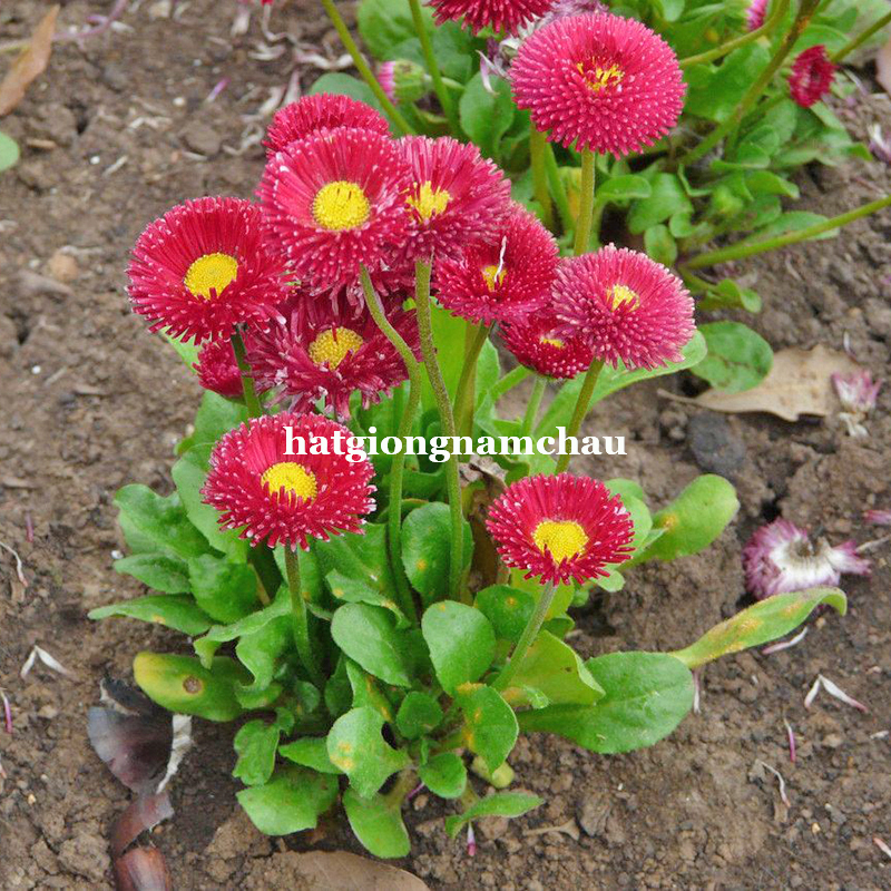 Hạt Giống Hoa C&uacute;c Anh Tr&ograve;n - 100 Hạt