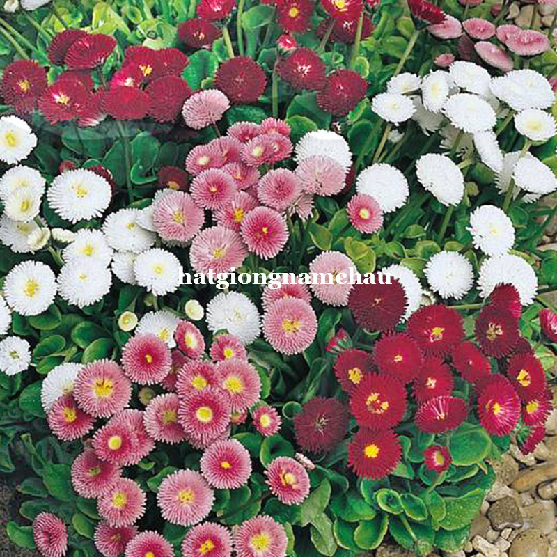 Hạt Giống Hoa C&uacute;c Anh Tr&ograve;n - 100 Hạt