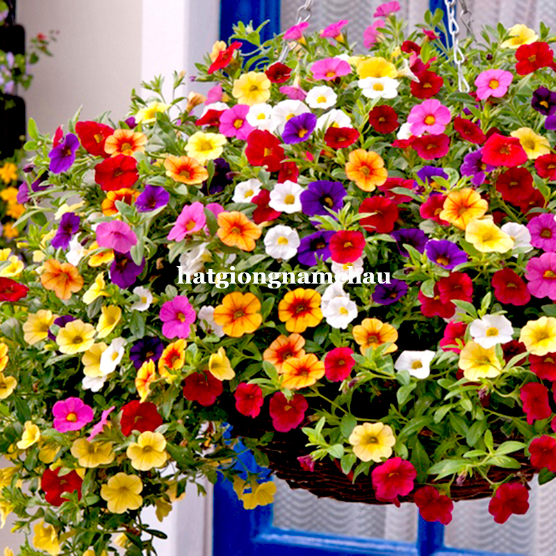 Hạt Giống Hoa Dạ Yến Thảo đơn rủ - 200 Hạt