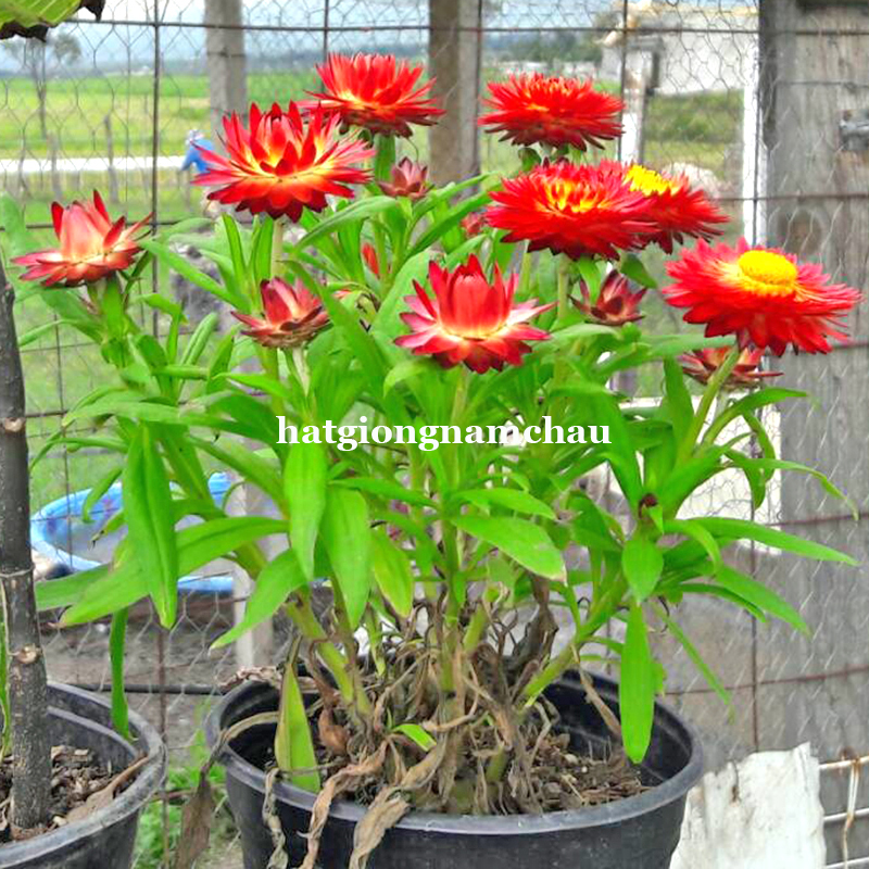 Hạt Giống Hoa Bất Tử - 100 Hạt