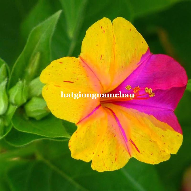 Hạt Giống Hoa B&ocirc;ng Phấn Nhiều M&agrave;u - 10 hạt