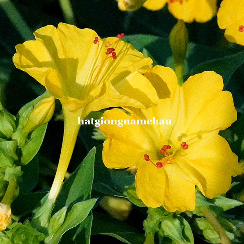 Hạt Giống Hoa B&ocirc;ng Phấn Nhiều M&agrave;u - 10 hạt