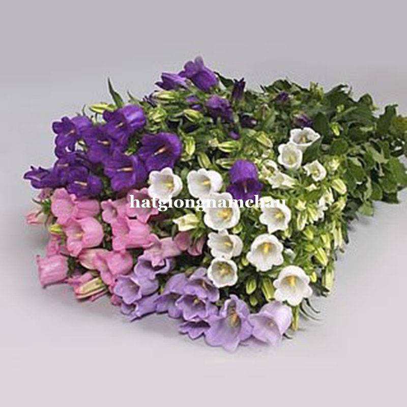 Hạt Giống Hoa Chu&ocirc;ng Đơn - 100 hạt