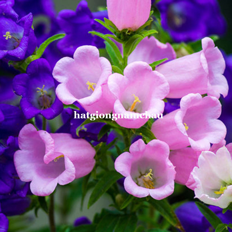 Hạt Giống Hoa Chu&ocirc;ng Đơn - 100 hạt