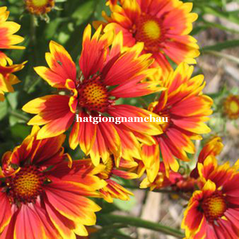 HẠT GIỐNG HOA C&Uacute;C C&Ocirc;NG CH&Uacute;A - 50 HẠT