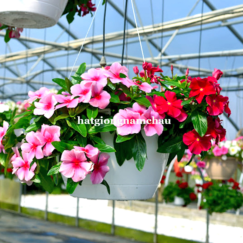 Hạt Giống Hoa Dừa Cạn Rũ - 15 Hạt