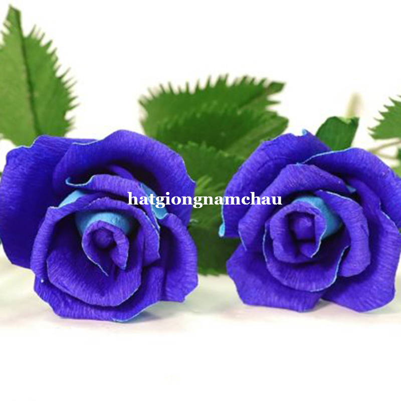 Hạt Giống Hoa Hồng Xanh - 20 Hạt
