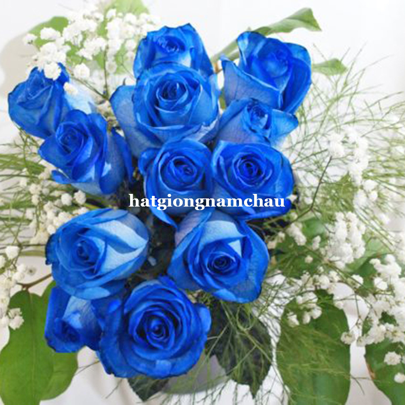 Hạt Giống Hoa Hồng Xanh - 20 Hạt