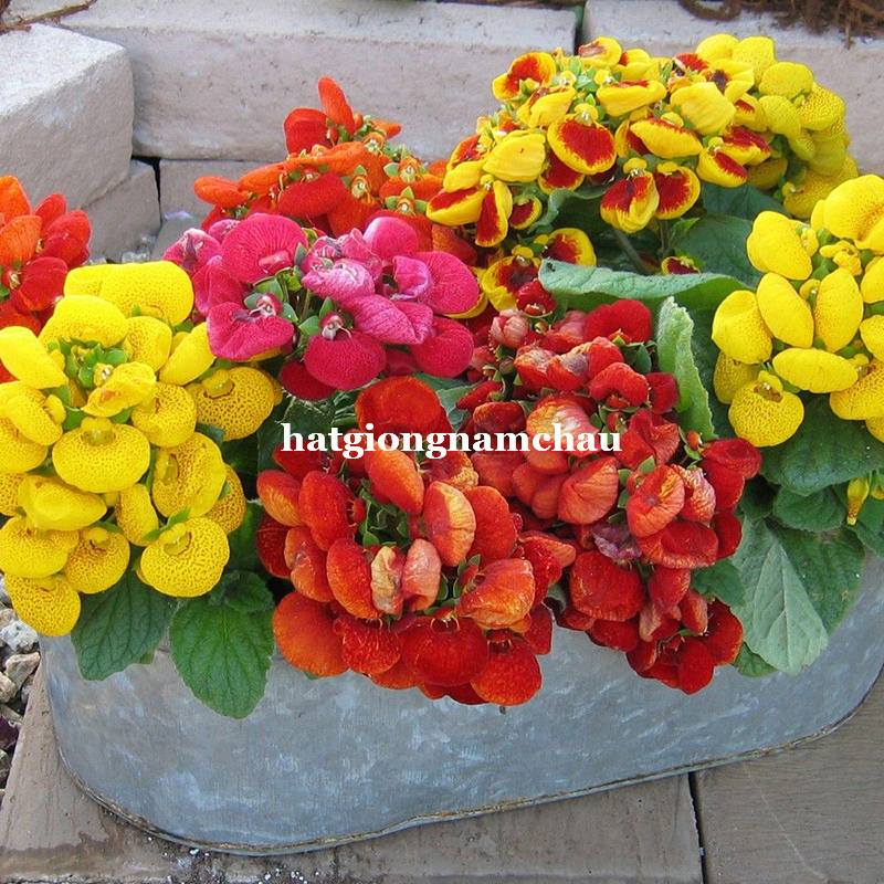 Hạt Giống Hoa Huyền S&acirc;m Nhiều M&agrave;u - 30 Hạt