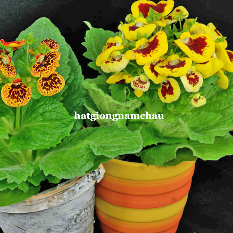 Hạt Giống Hoa Huyền S&acirc;m Nhiều M&agrave;u - 30 Hạt