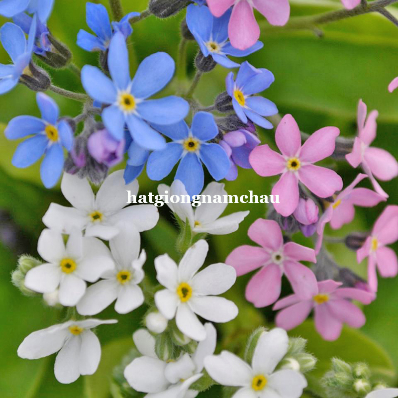 HẠT GIỐNG HOA LƯU LY NHIỀU M&Agrave;U FORGET ME NOT - 150 HẠT -