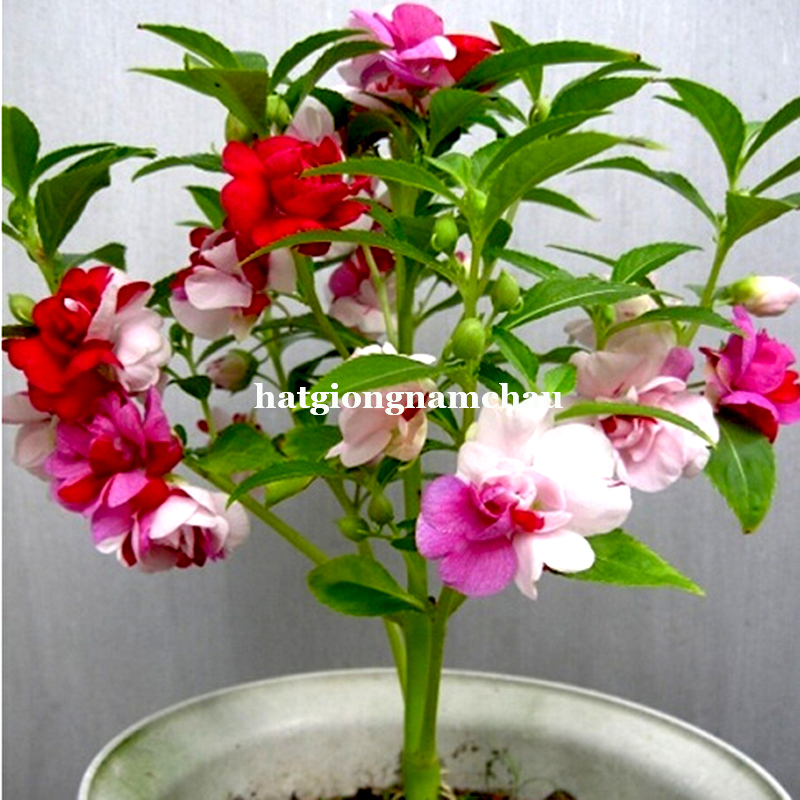 Hạt Giống Hoa m&oacute;ng Tay K&eacute;p - 50 Hạt