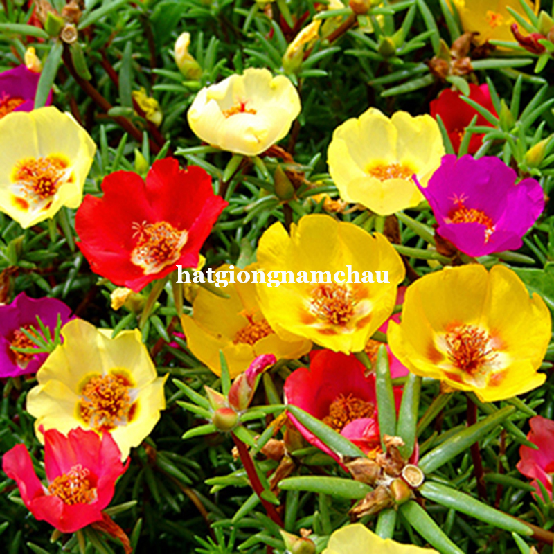 Hạt Giống Hoa Mười Giờ Mỹ C&aacute;nh Đơn - 100 hạt