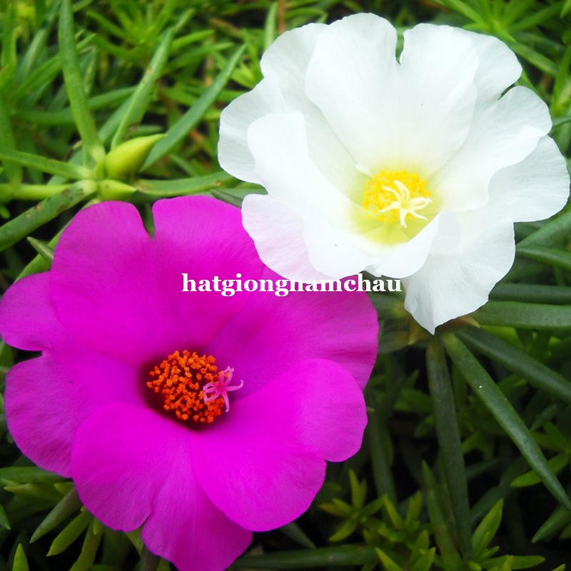 Hạt Giống Hoa Mười Giờ Mỹ C&aacute;nh Đơn - 100 hạt