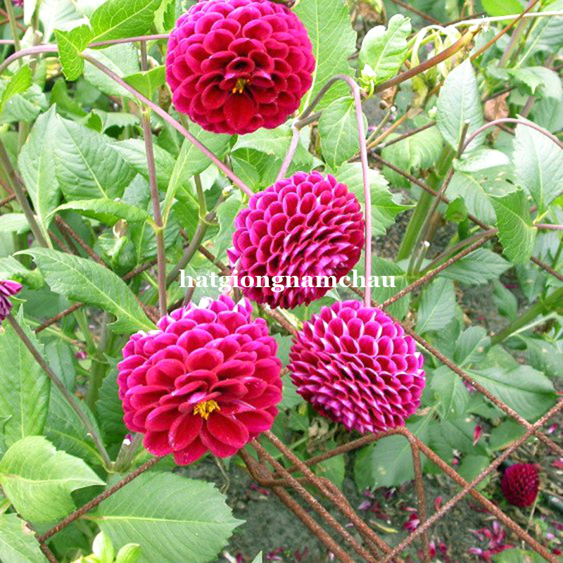 Hạt Giống Hoa Thược Dược Tổ Ong - 50 Hạt